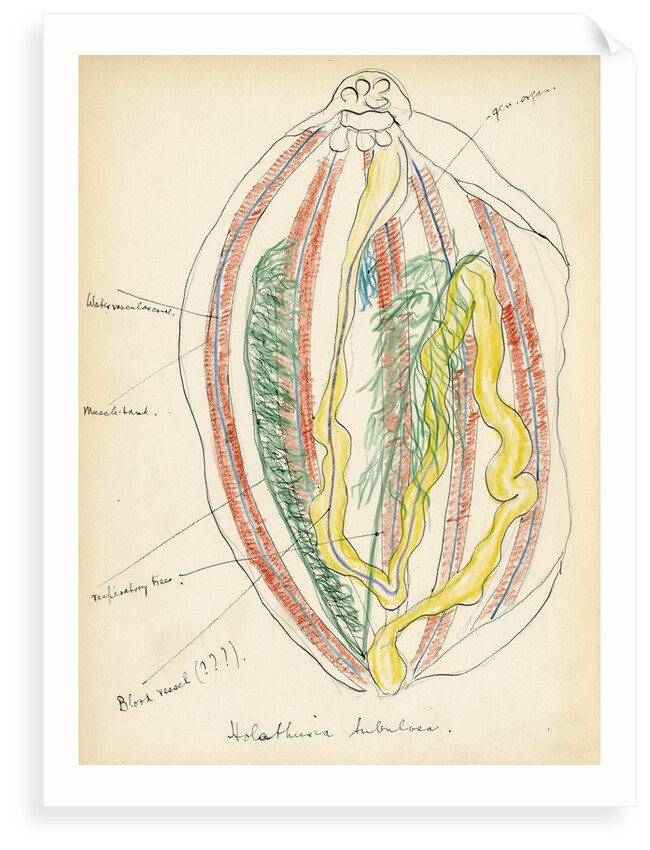 Holathuria tubulosa by Henry Hallett Dale