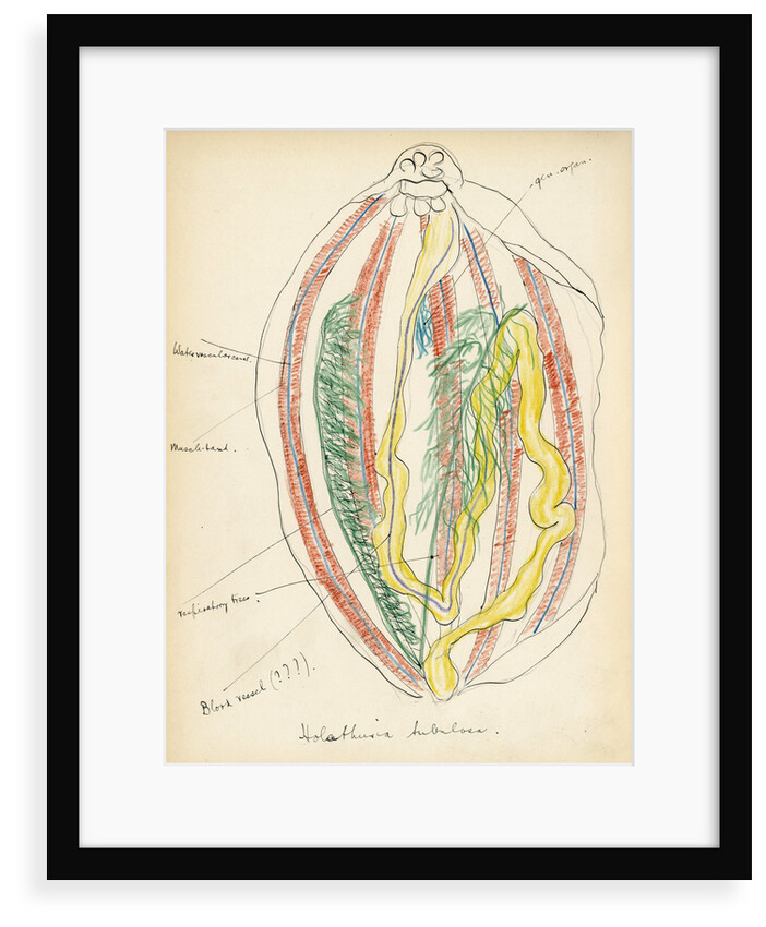 Holathuria tubulosa by Henry Hallett Dale