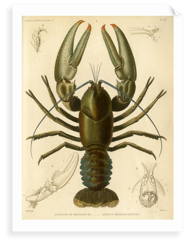 Crayfish by Baron