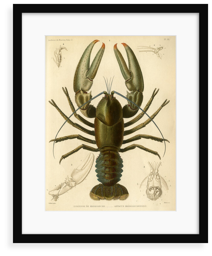 Crayfish by Baron