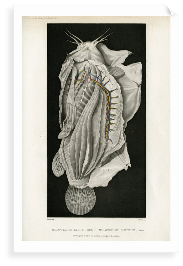 Electric catfish by Pierre