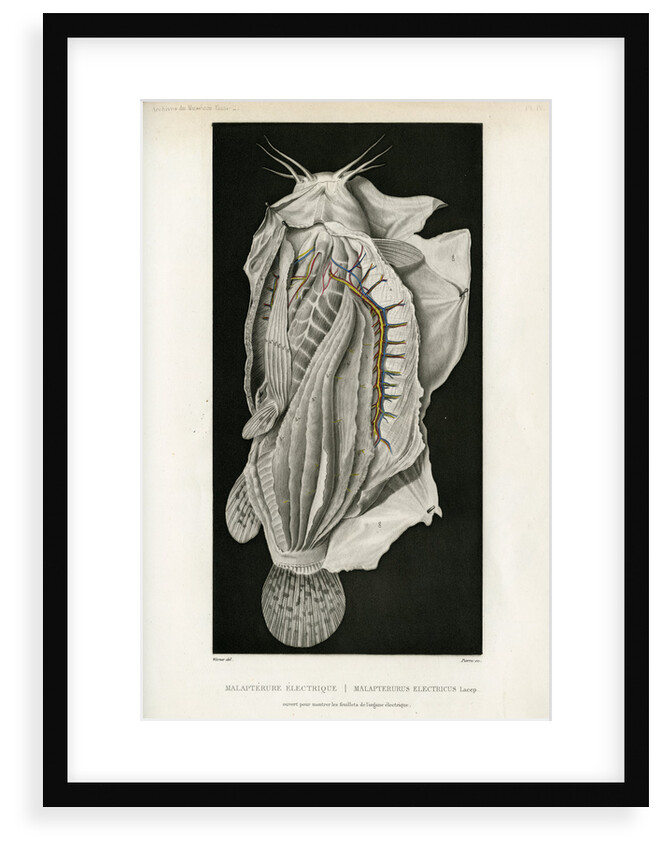 Electric catfish by Pierre