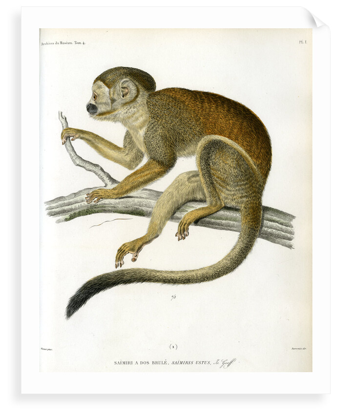 Bare-eared squirrel monkey by Borromée