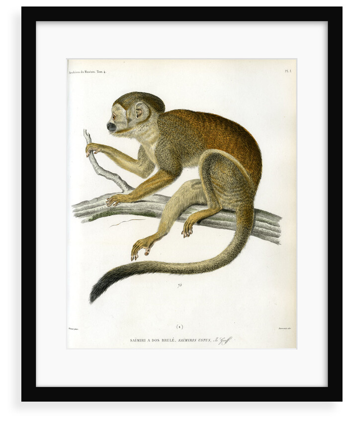 Bare-eared squirrel monkey by Borromée