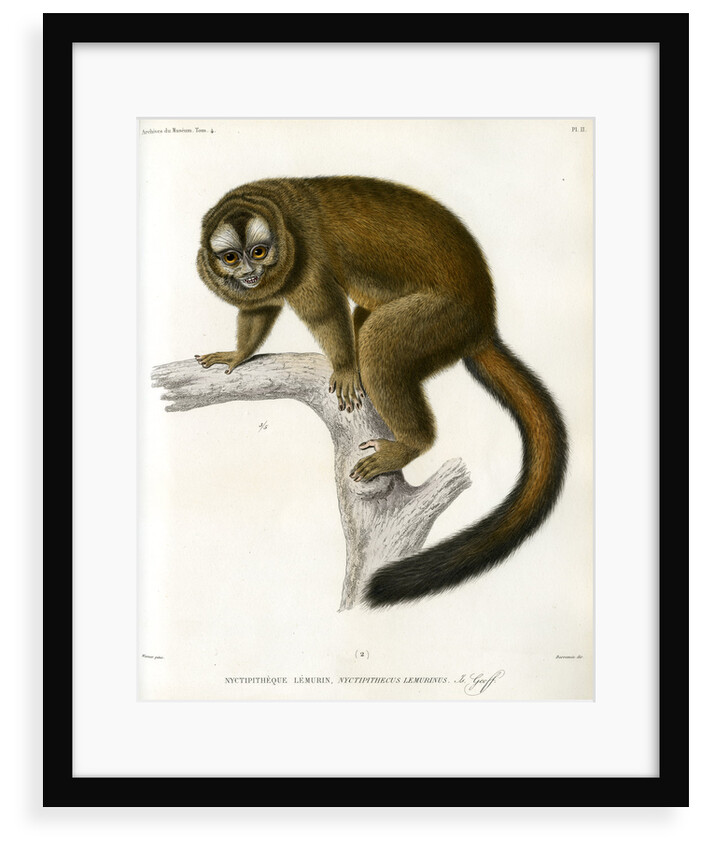 Night monkey by Borromée