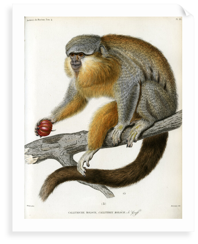 Red-bellied titi by Borromée
