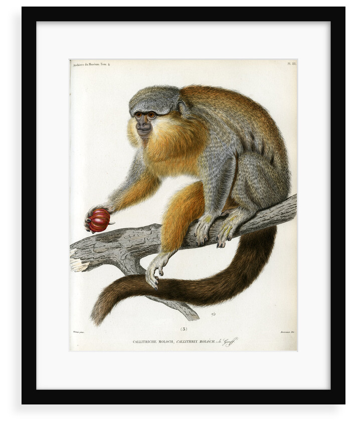 Red-bellied titi by Borromée