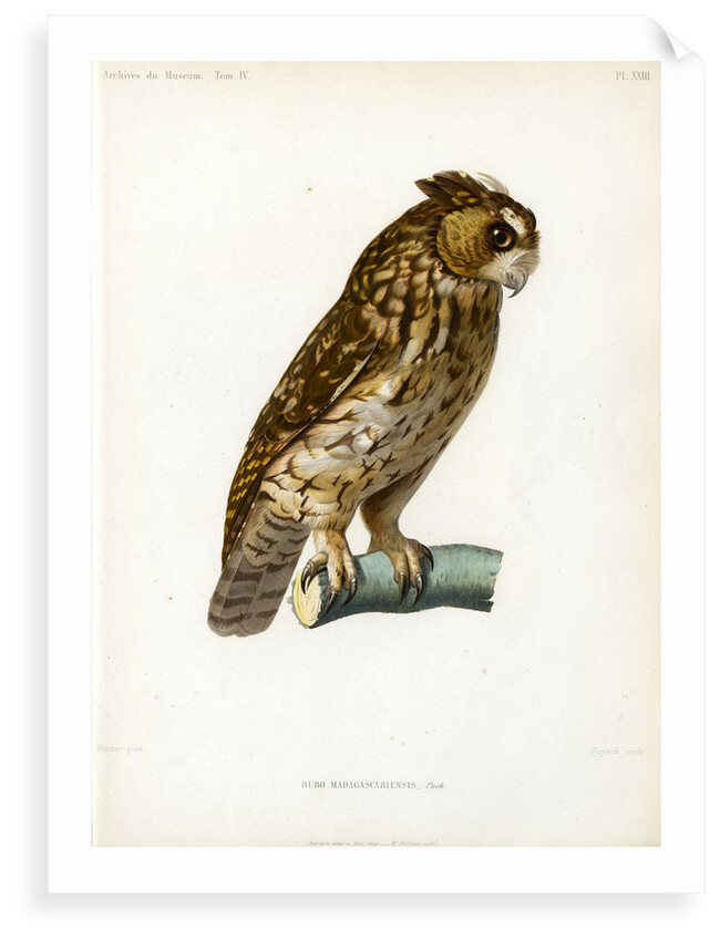 Rainforest scops owl by Guyard