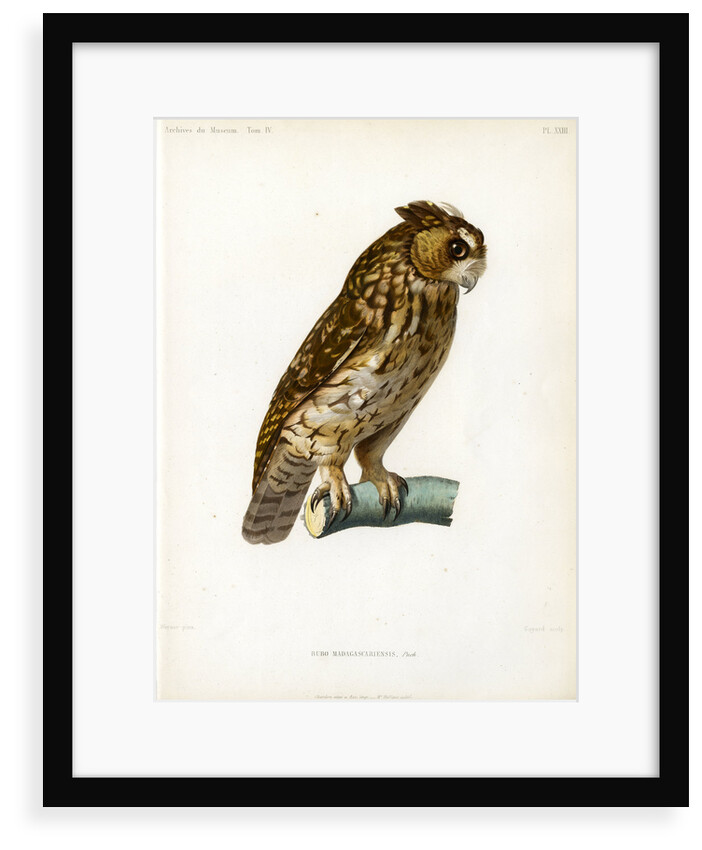 Rainforest scops owl by Guyard