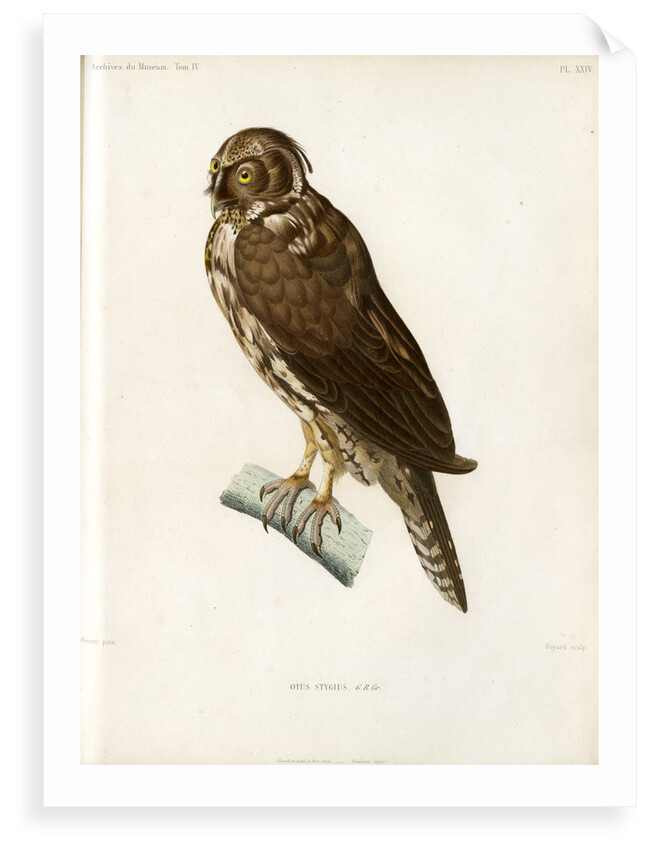 Stygian owl by Guyard
