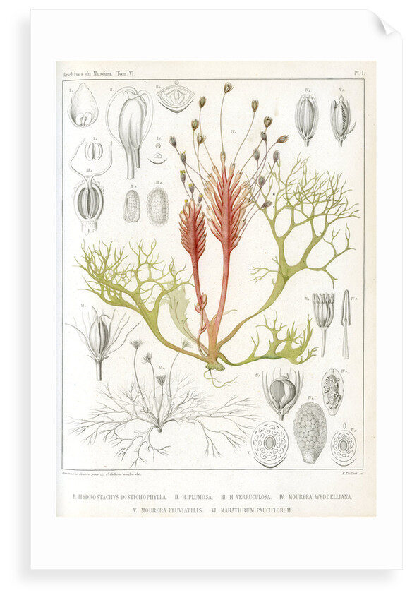 Riverweeds by Eugenia Taillant
