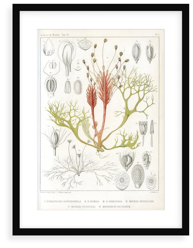Riverweeds by Eugenia Taillant