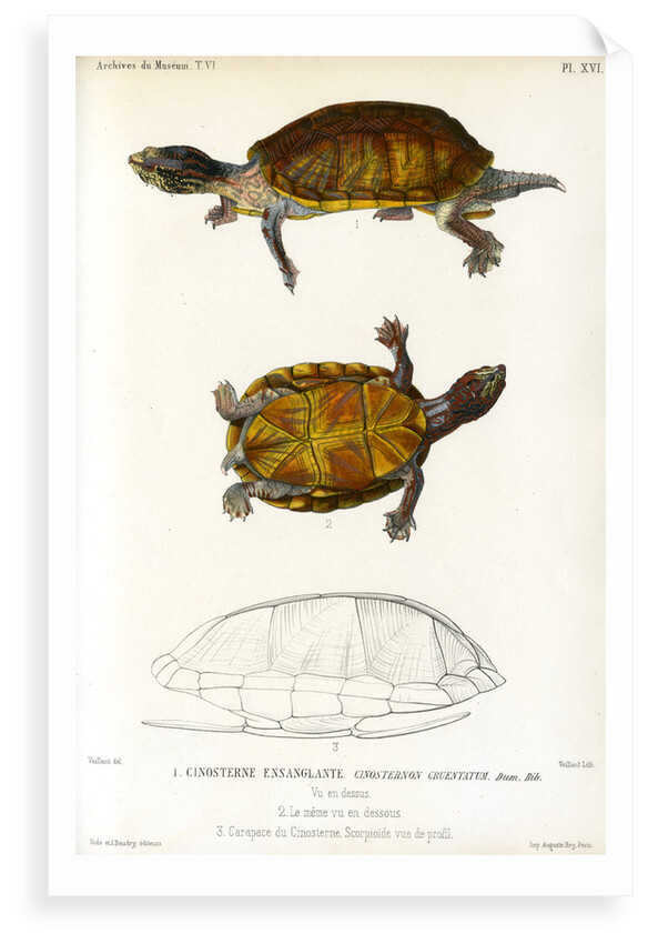 Red cheeked mud turtle by Léon Louis Vaillant