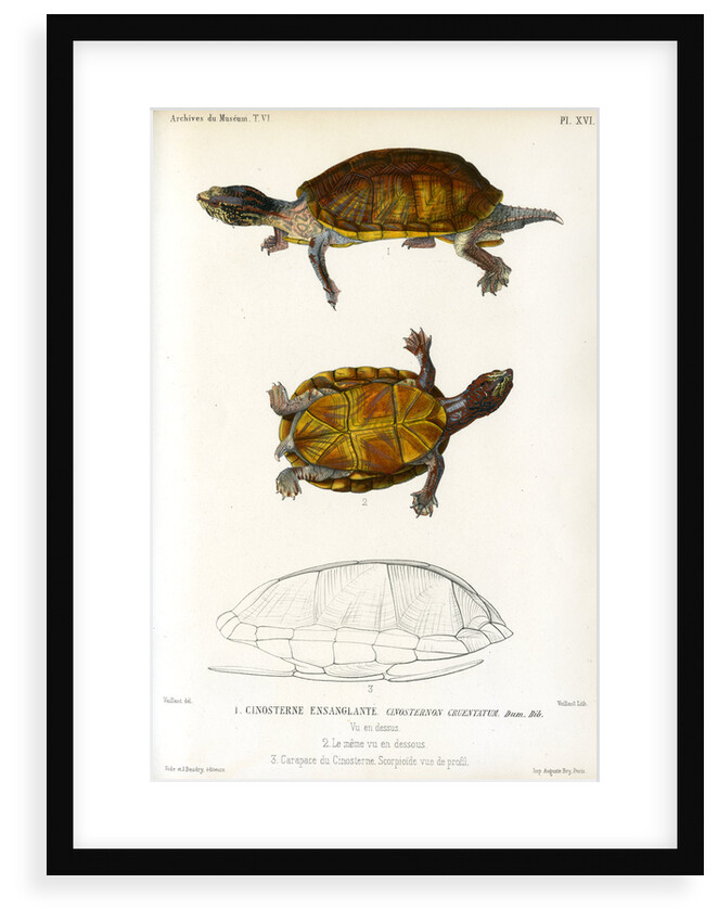 Red cheeked mud turtle by Léon Louis Vaillant