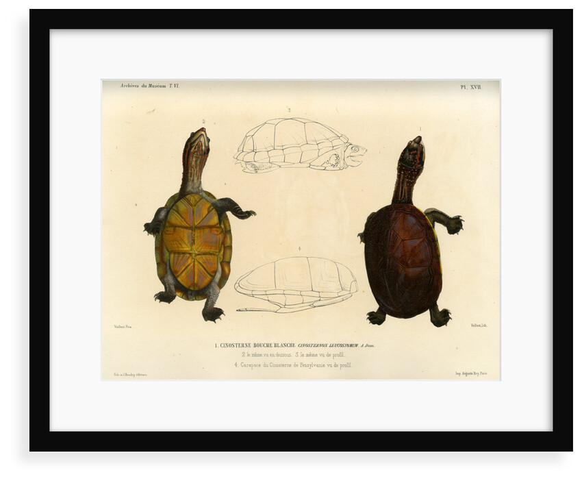 White lipped mud turtle by Léon Louis Vaillant