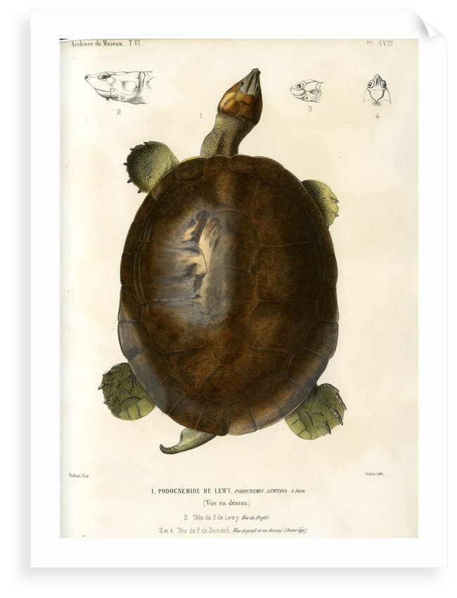 Magdalena river turtle by Léon Louis Vaillant