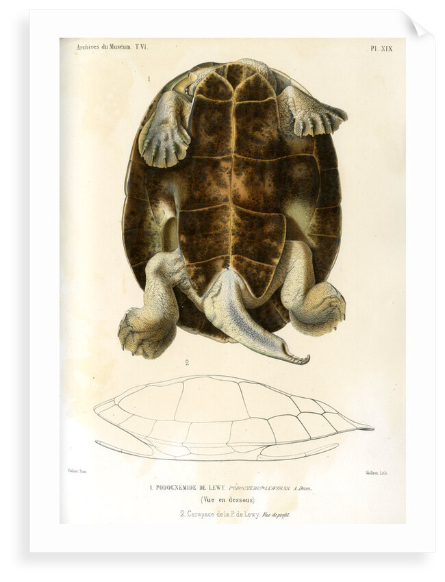 Magdalena river turtle by Léon Louis Vaillant