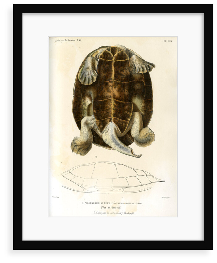 Magdalena river turtle by Léon Louis Vaillant