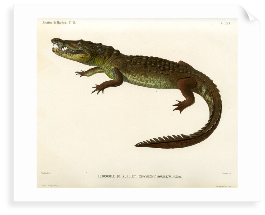 Morelet's crocodile by Louveau