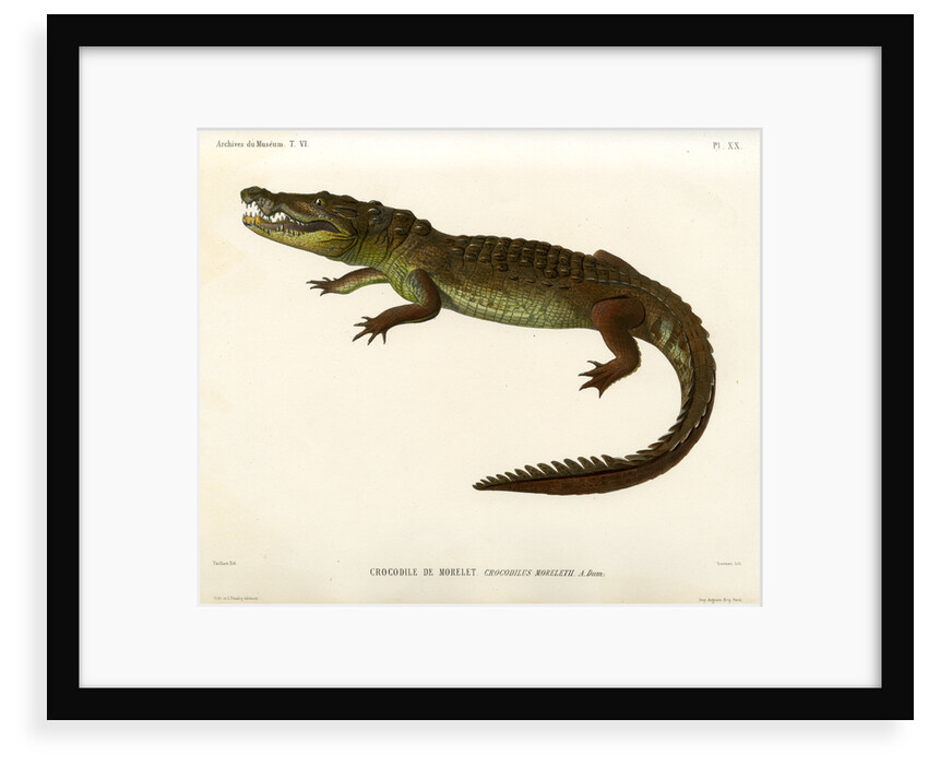 Morelet's crocodile by Louveau