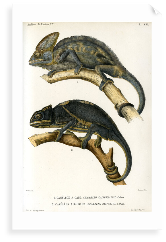 Chameleons by Marie Firmin Bocourt