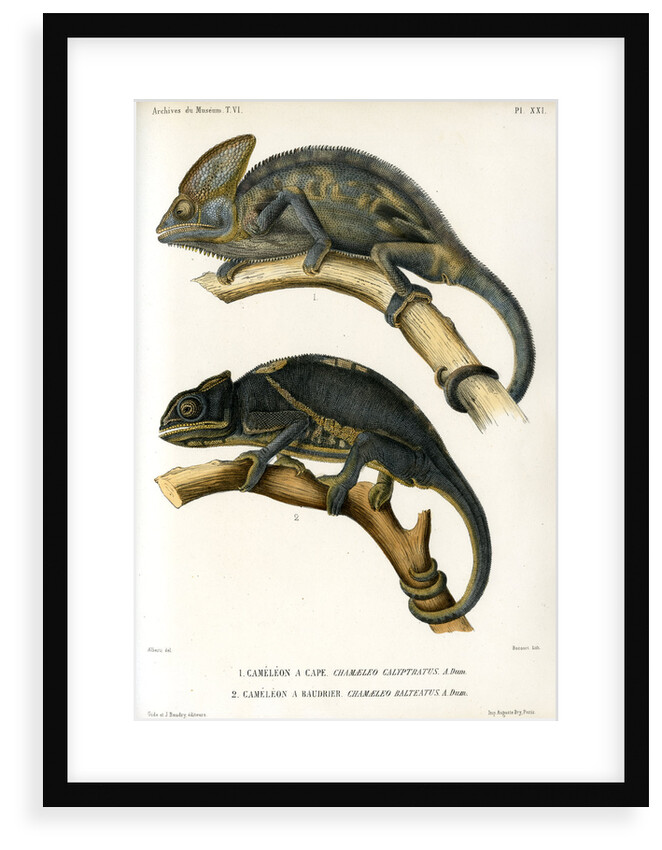 Chameleons by Marie Firmin Bocourt
