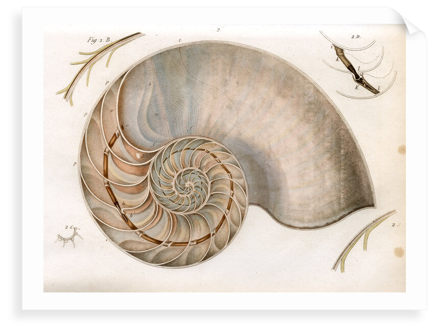 Nautilus by unknown