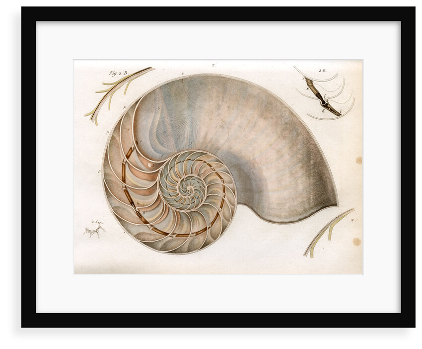 Nautilus by unknown