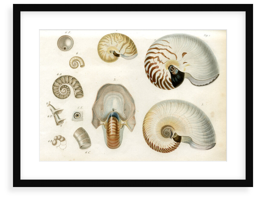Nautilus specimens by unknown