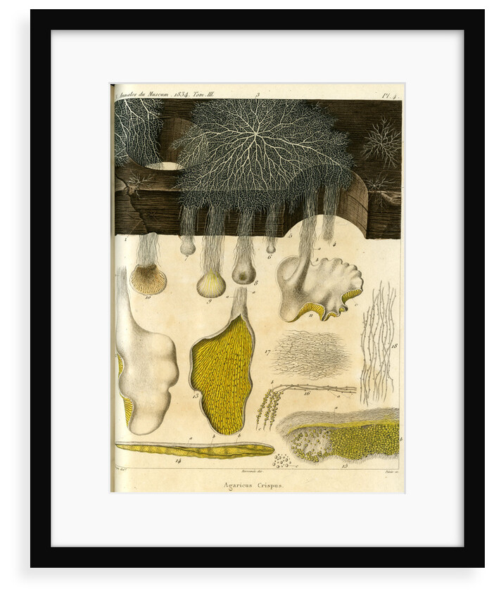 Agaricus crispus by Pérée