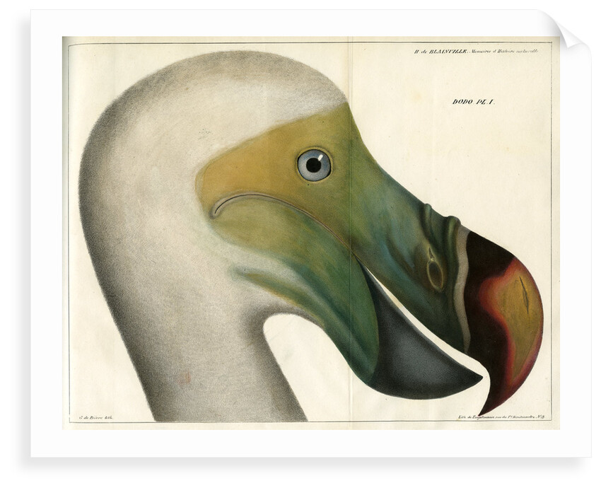 Dodo by Bièvre