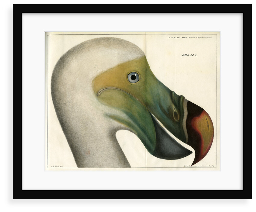 Dodo by Bièvre