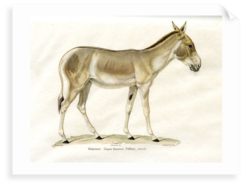 Onager by Legénissel