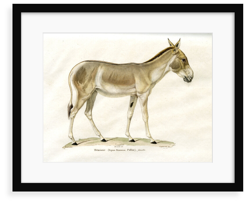 Onager by Legénissel