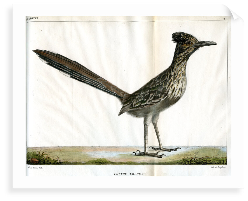 Greater roadrunner by Bièvre