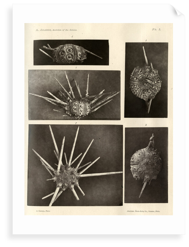 Long-spine slate pen sea urchin by American Photo Relief Printing Company