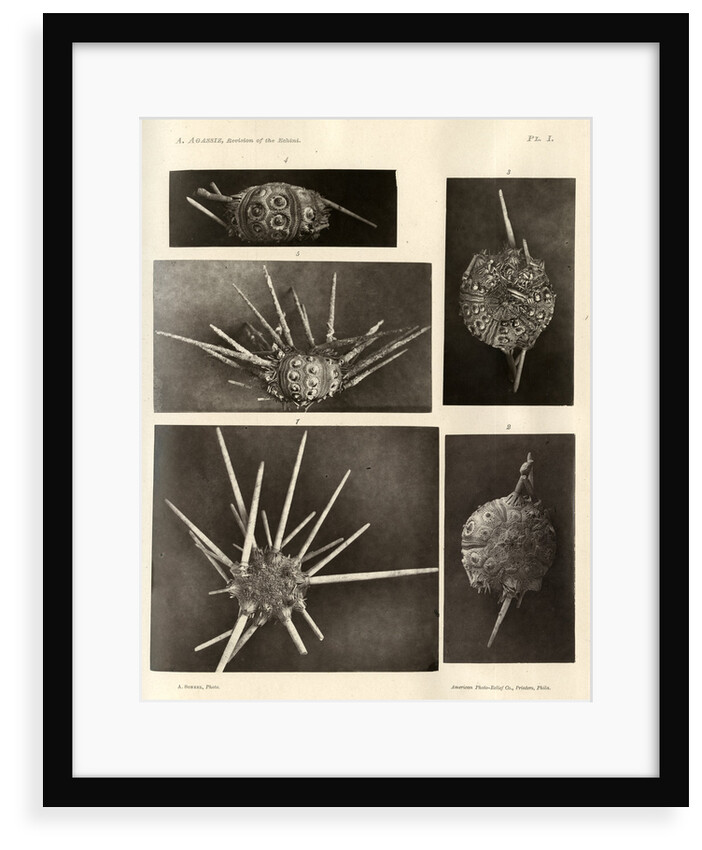 Long-spine slate pen sea urchin by American Photo Relief Printing Company