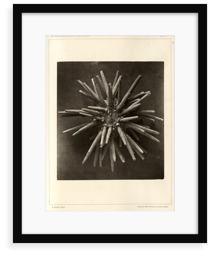 Slate pen sea urchin by American Photo Relief Printing Company