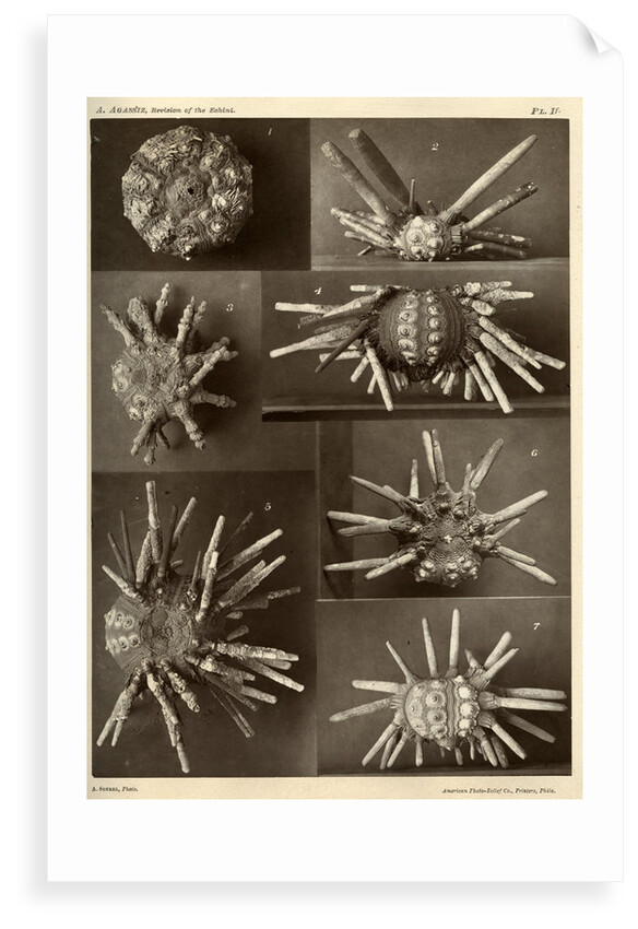 Sea urchins by American Photo Relief Printing Company