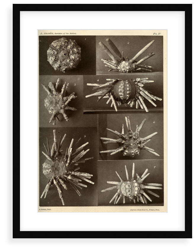 Sea urchins by American Photo Relief Printing Company