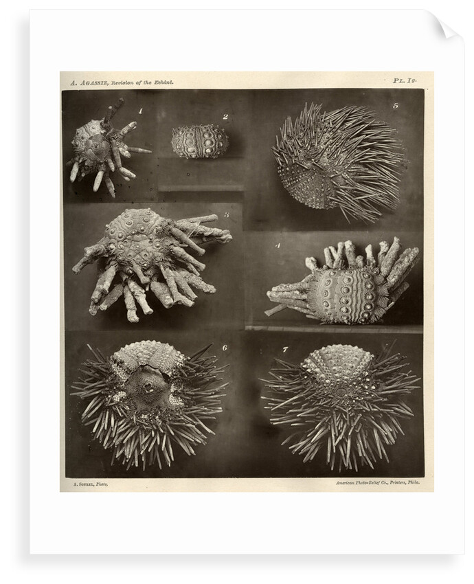 Sea urchins by American Photo Relief Printing Company
