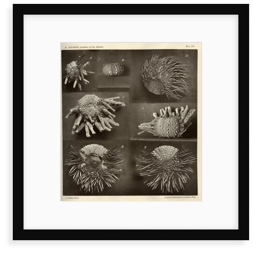 Sea urchins by American Photo Relief Printing Company