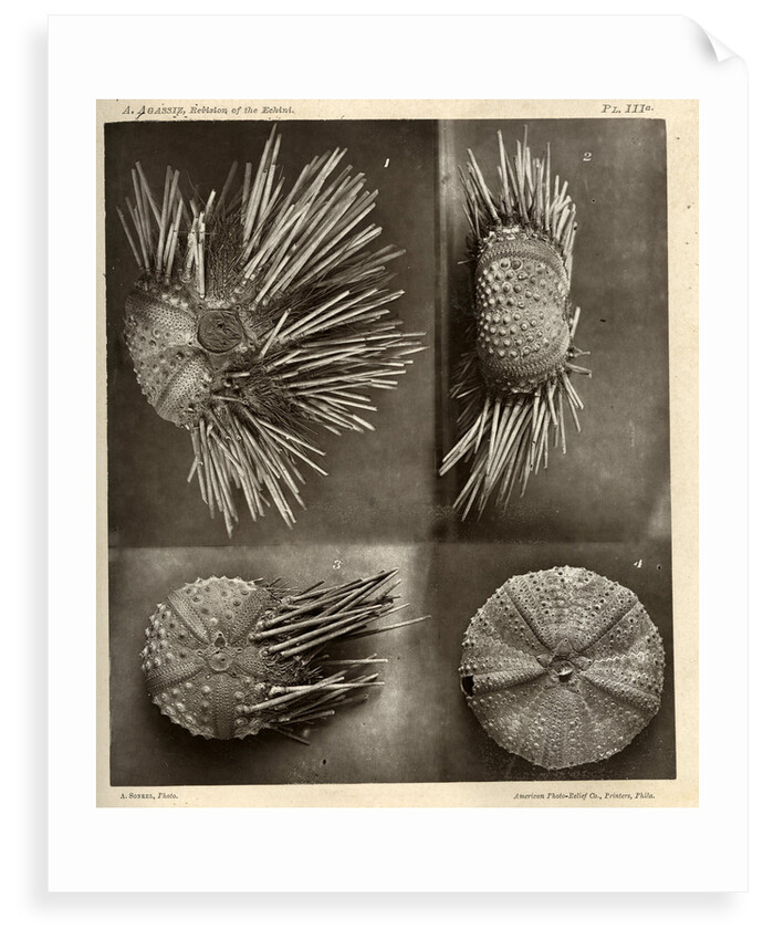 Sea urchins by American Photo Relief Printing Company