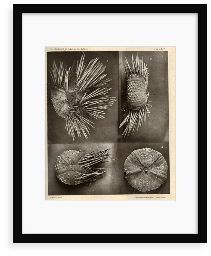 Sea urchins by American Photo Relief Printing Company
