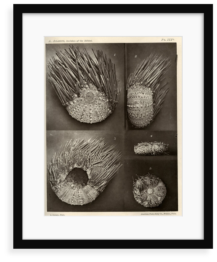 Sea urchins by American Photo Relief Printing Company
