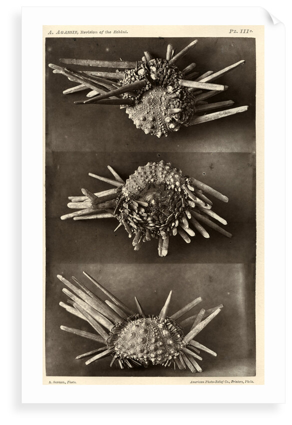 Red slate pencil urchin by American Photo Relief Printing Company