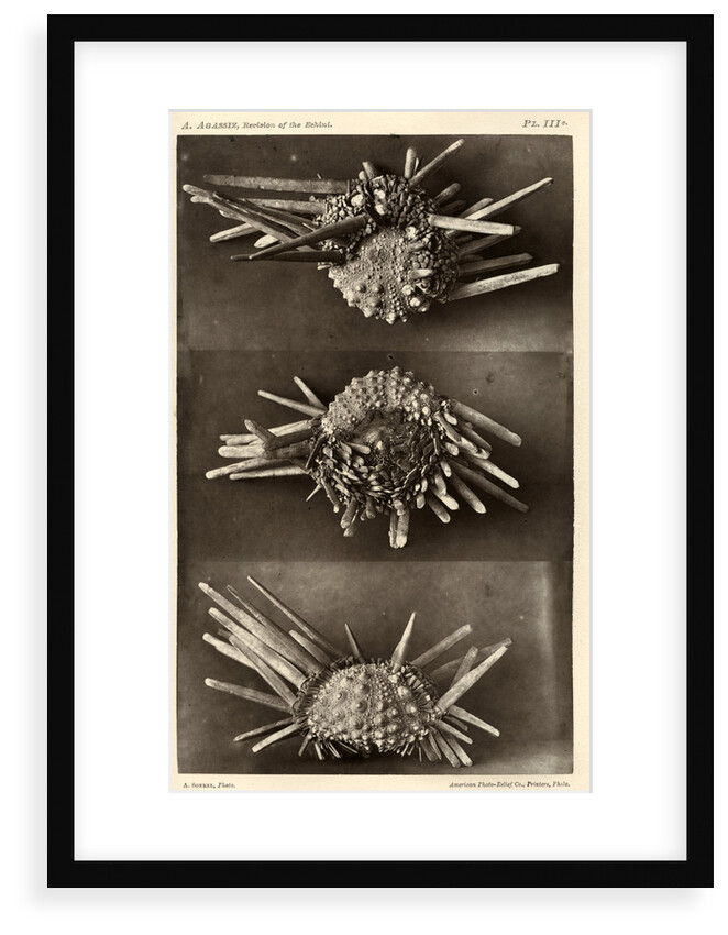Red slate pencil urchin by American Photo Relief Printing Company