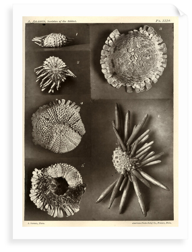 Sea urchins by American Photo Relief Printing Company