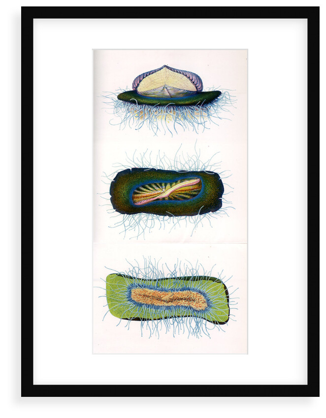 Sea raft by A Meissel