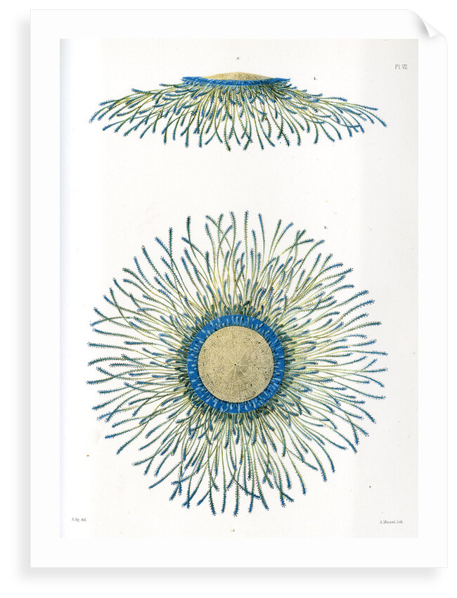 Blue button jellyfish by A Meissel